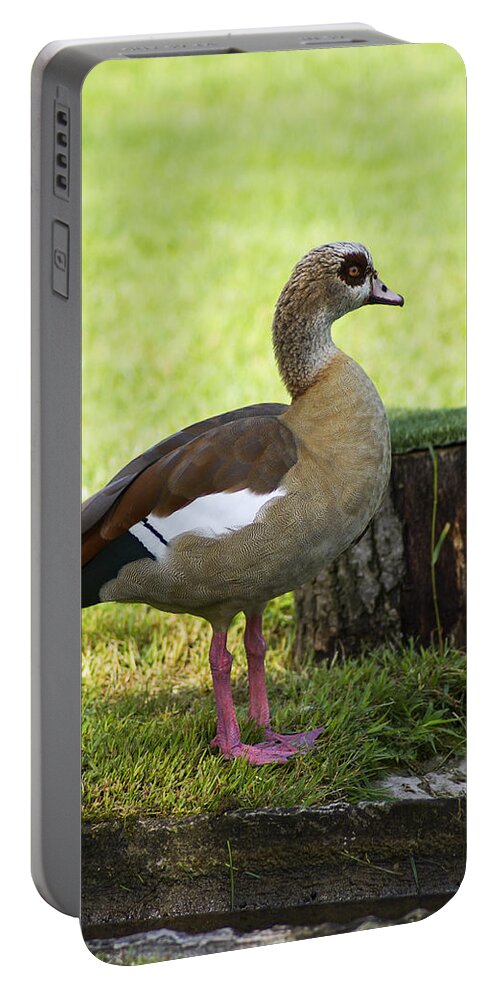 Duck Portable Battery Charger featuring the photograph Duck by Paulo Goncalves
