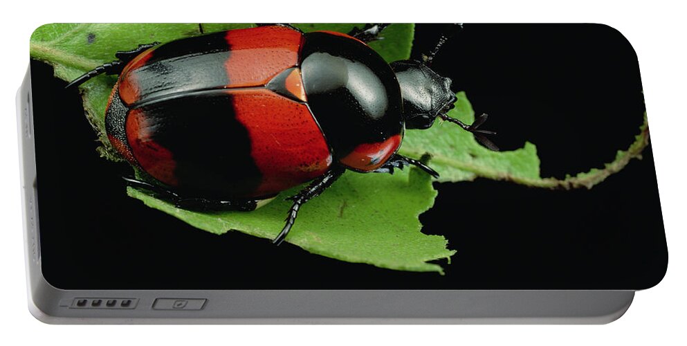 00126711 Portable Battery Charger featuring the photograph Dung Beetle Panama by Mark Moffett