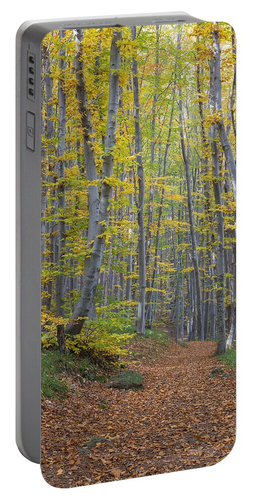  Portable Battery Charger featuring the photograph Early Autumn Vitosha Mountain Forest Bulgaria by Jivko Nakev