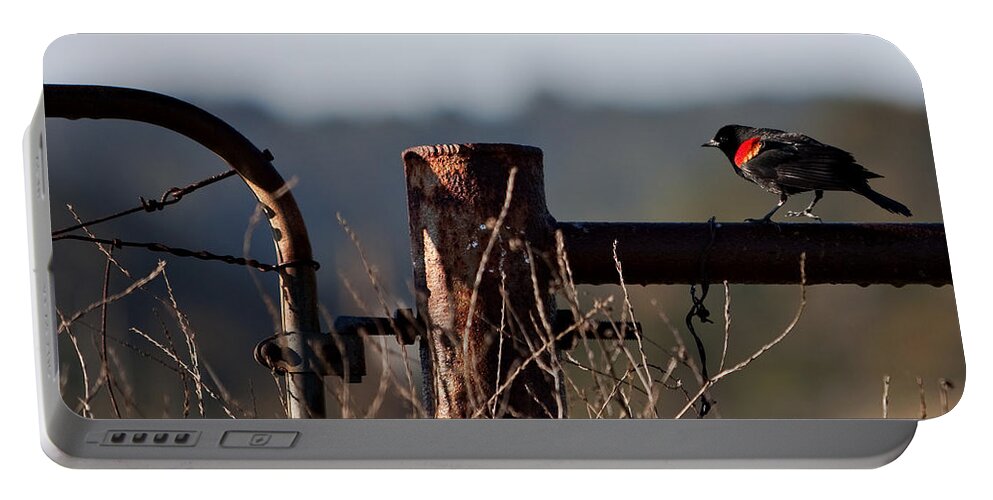 Red-winged Blackbird Portable Battery Charger featuring the photograph Eary Morning Blackbird by Art Block Collections