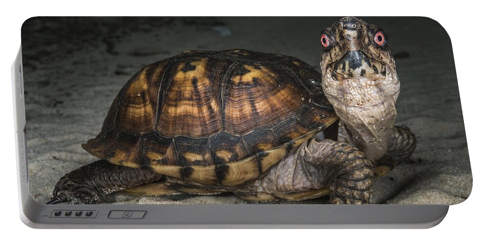 Pete Oxford Portable Battery Charger featuring the photograph Eastern Box Turtle Georgia by Pete Oxford