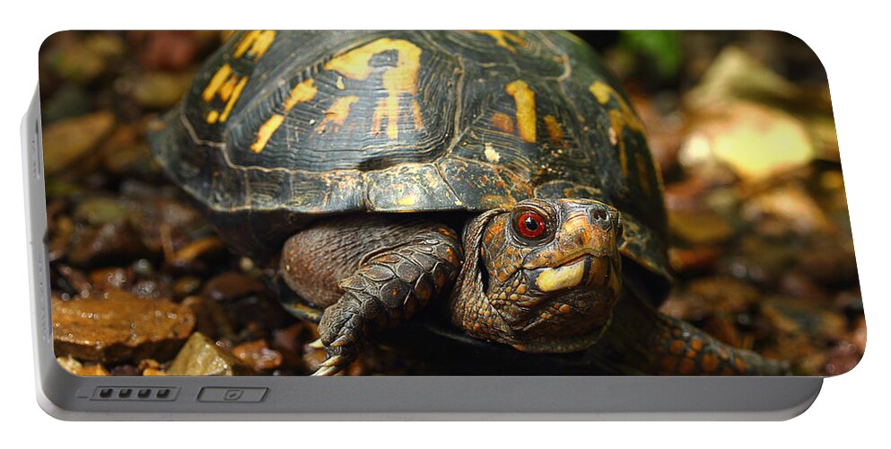Eastern Box Turtle Portable Battery Charger featuring the photograph Eastern Box Turtle by Michael Eingle