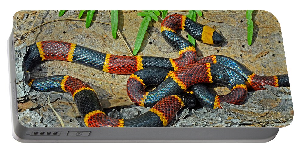 Eastern Coral Snake Portable Battery Charger featuring the photograph Eastern Coral Snake Micrurus Fulvius by John Serrao