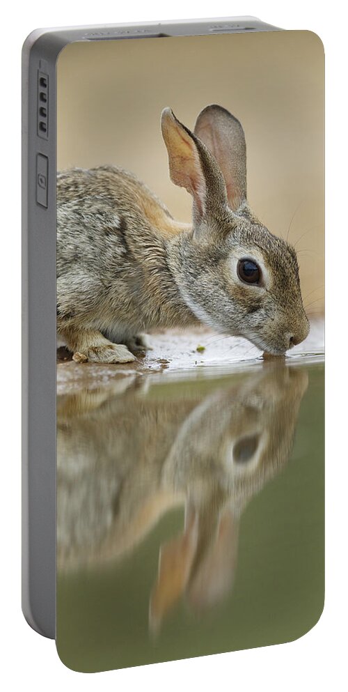Flpa Portable Battery Charger featuring the photograph Eastern Cottontail Drinking South Texas by Bill Coster