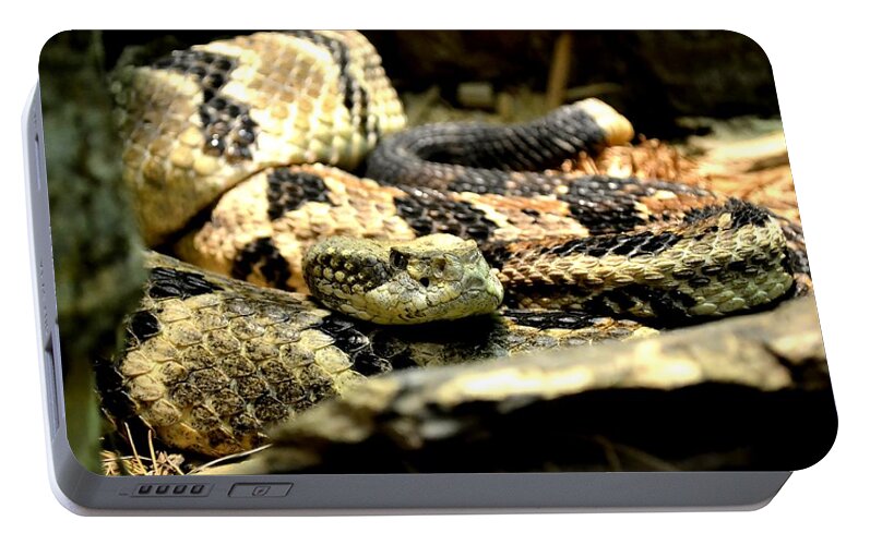 Snake Portable Battery Charger featuring the photograph Eastern Diamondback Rattlesnake by Deena Stoddard