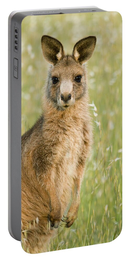 Sebastian Kennerknecht Portable Battery Charger featuring the photograph Eastern Grey Kangaroo Juvenile Mount by Sebastian Kennerknecht