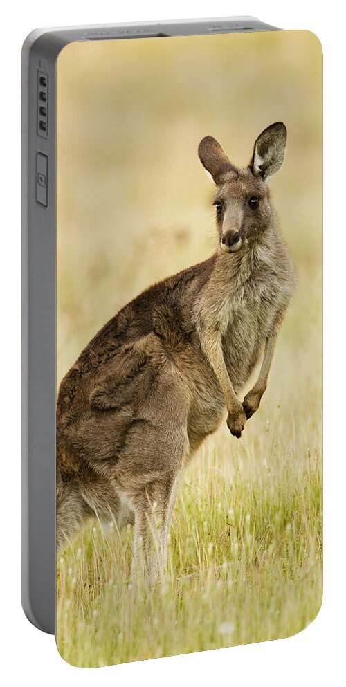 Sebastian Kennerknecht Portable Battery Charger featuring the photograph Eastern Grey Kangaroo Mount Taylor by Sebastian Kennerknecht