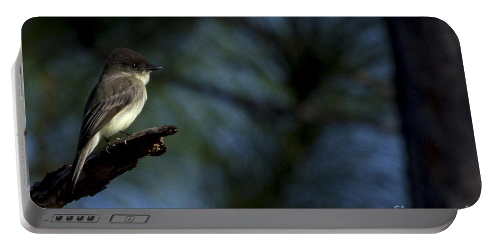 Prairie Pines Portable Battery Charger featuring the photograph Eastern Phoebe by Meg Rousher