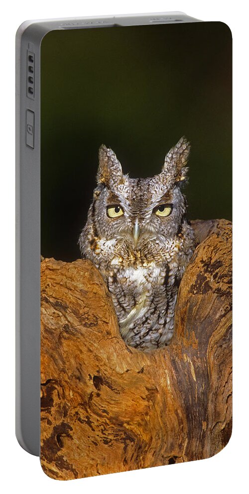 Feb0514 Portable Battery Charger featuring the photograph Eastern Screech Owl Long Island by Tom Vezo