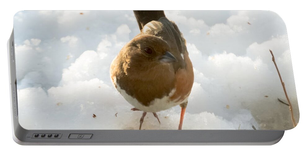 Rufous-sided Towhee Portable Battery Charger featuring the photograph Eastern Towhee Poses for Photograph by Holden The Moment