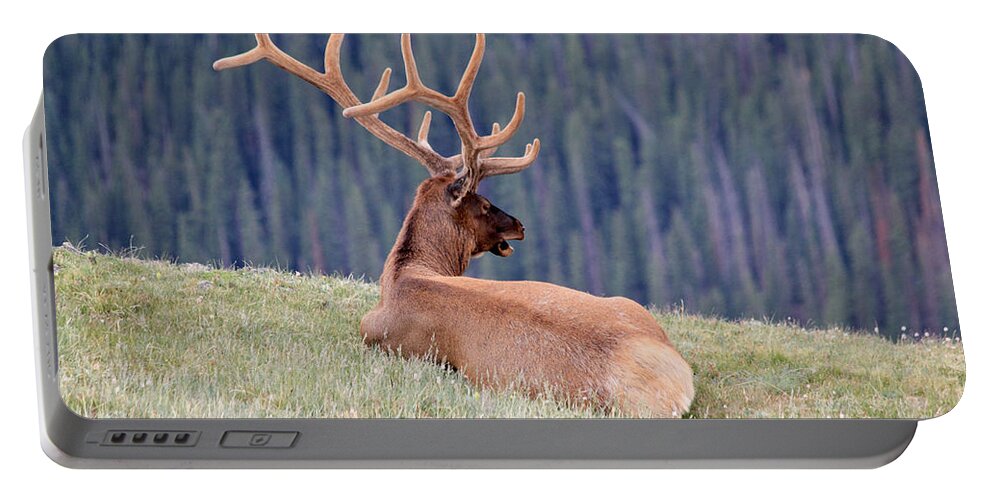 Elk Portable Battery Charger featuring the photograph Echo by Shane Bechler