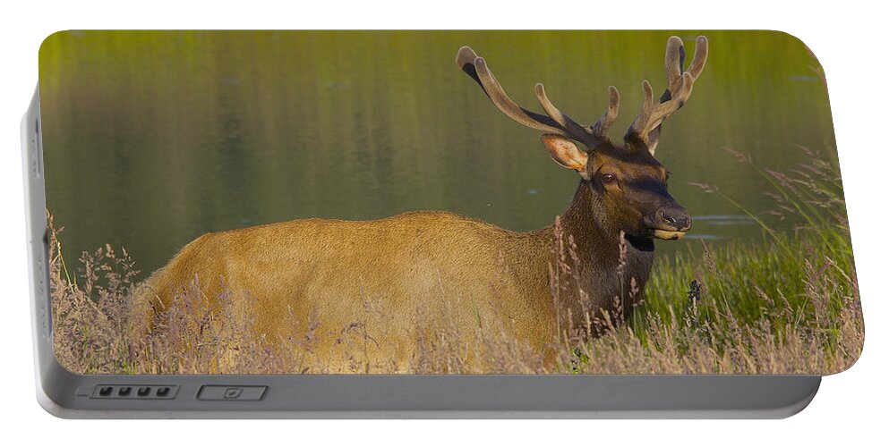 Elk Portable Battery Charger featuring the photograph Elk at Dusk by Todd Kreuter