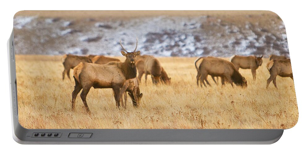 Elk Portable Battery Charger featuring the photograph Elk Herd Colorado Foothills Plains Panorama by James BO Insogna