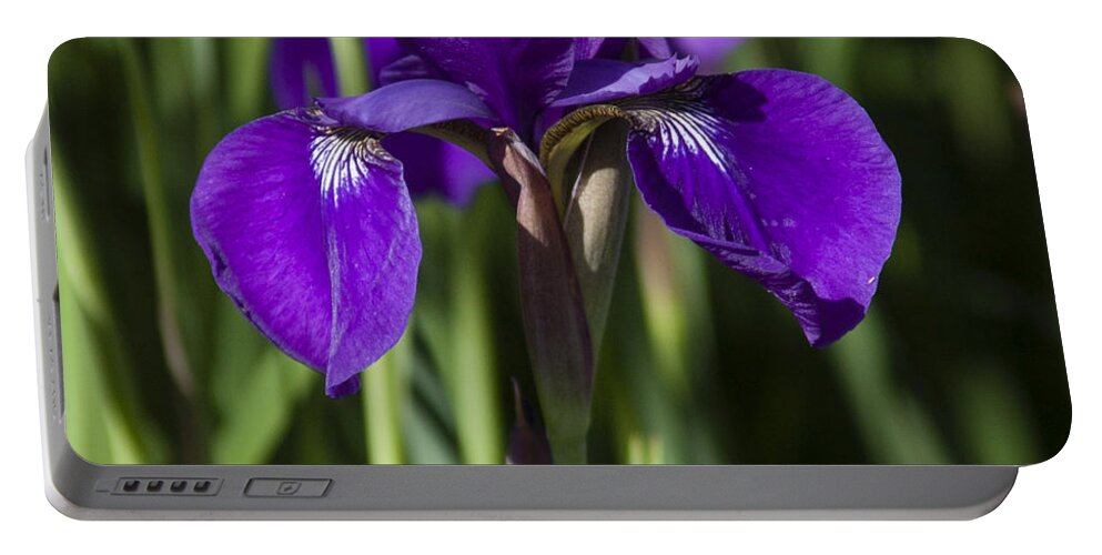 Flowers Portable Battery Charger featuring the photograph Eloquent Iris by Penny Lisowski
