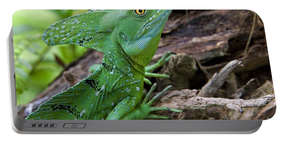 Emerald Basilisk Portable Battery Charger featuring the photograph Emerald basilisk 3 by Arterra Picture Library