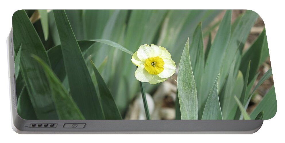 Daffodils Portable Battery Charger featuring the photograph Emerge by Jessica Myscofski