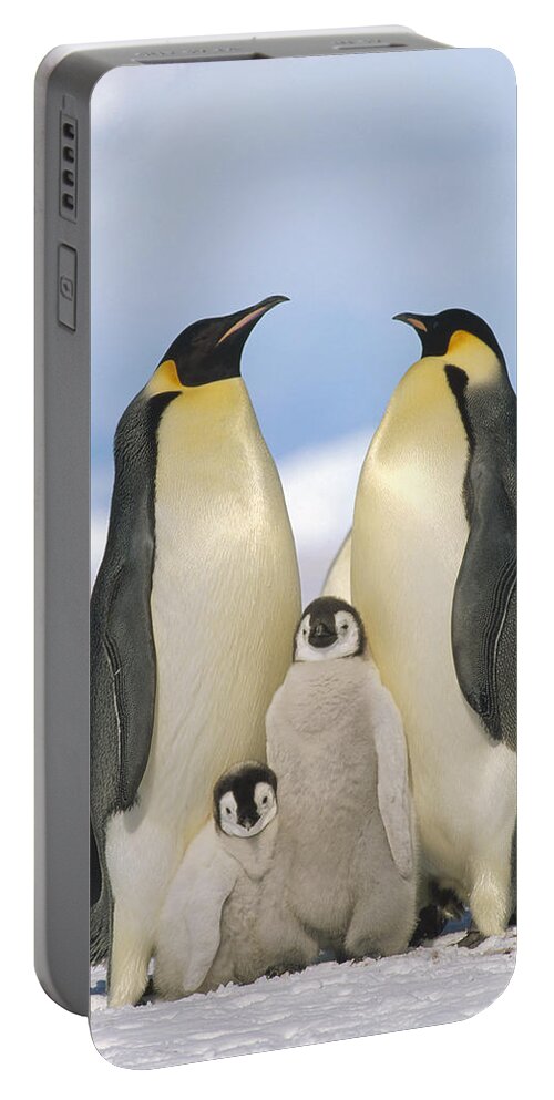 Feb0514 Portable Battery Charger featuring the photograph Emperor Penguin Parents With Chicks by Konrad Wothe