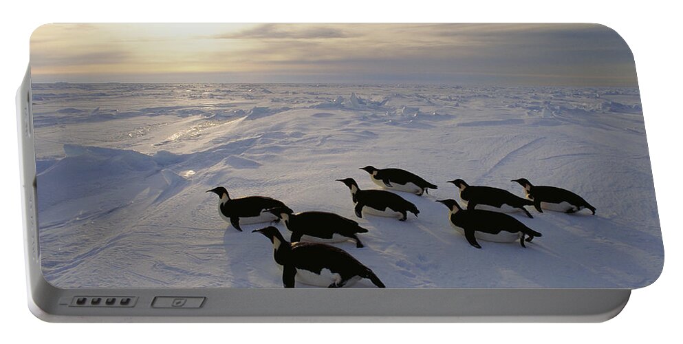 538006 Portable Battery Charger featuring the photograph Emperor Penguins Tobogganing Weddell Sea by Kevin Schafer