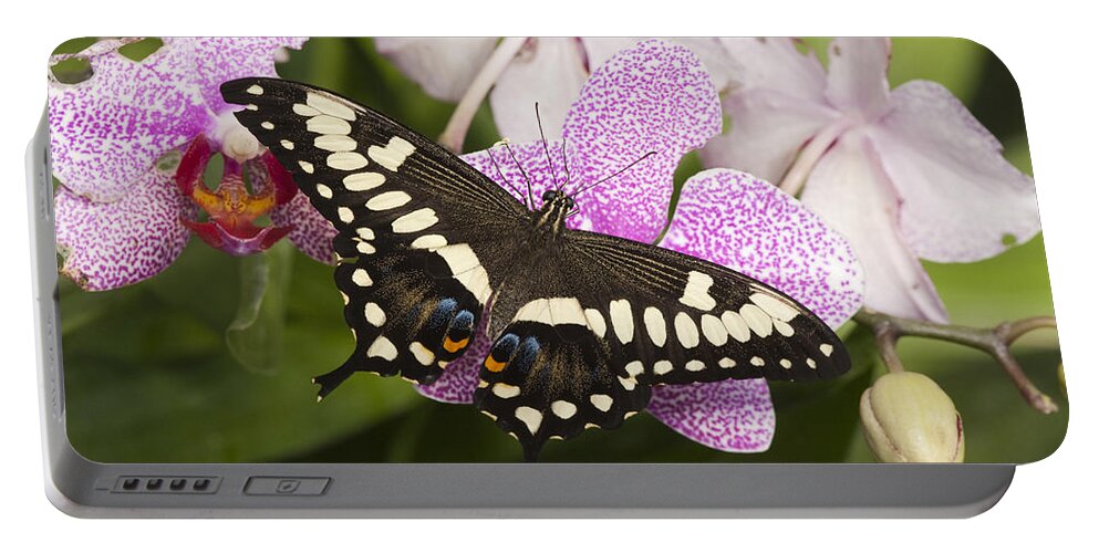 Feb0514 Portable Battery Charger featuring the photograph Emperor Swallowtail Arizona by Tom Vezo