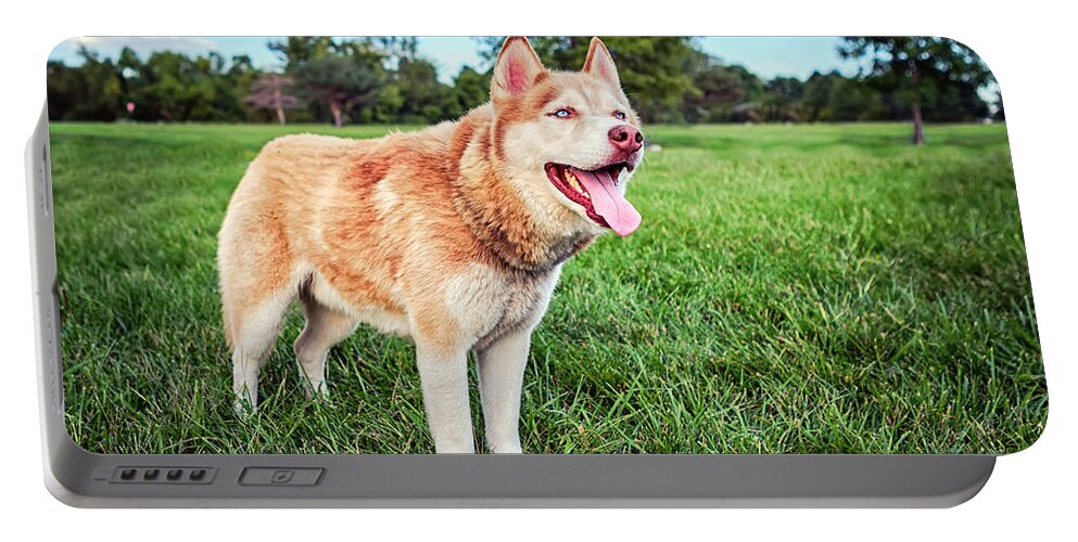 Siberian Husky Portable Battery Charger featuring the photograph Endurance Fidelity Intelligence by Sennie Pierson