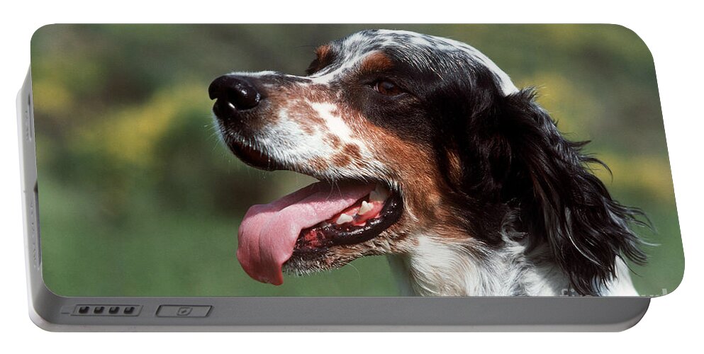 English Setter Portable Battery Charger featuring the photograph English Setter, Panting by Jean-Paul Ferrero