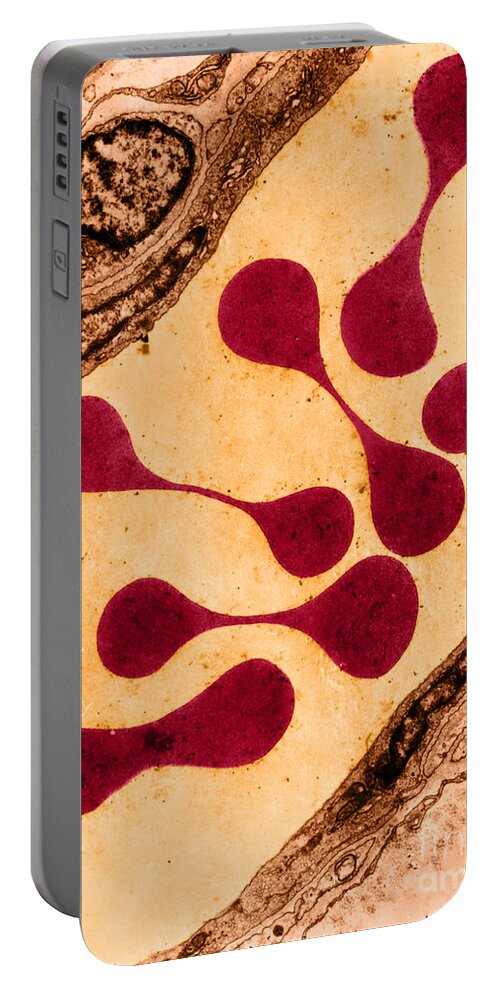 Erythrocyte Portable Battery Charger featuring the photograph Erythrocytes, Em by Don W. Fawcett