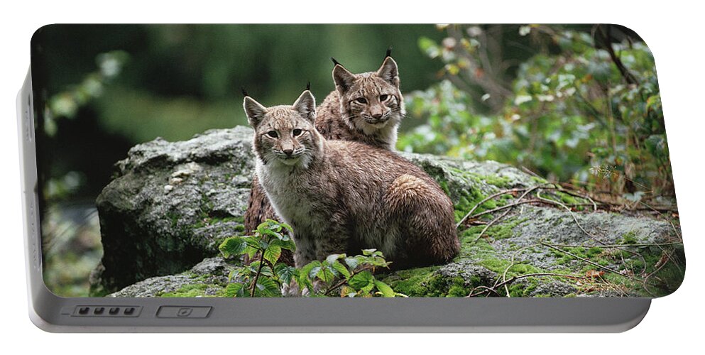 00192413 Portable Battery Charger featuring the photograph Eurasian Lynx Pair by Konrad Wothe