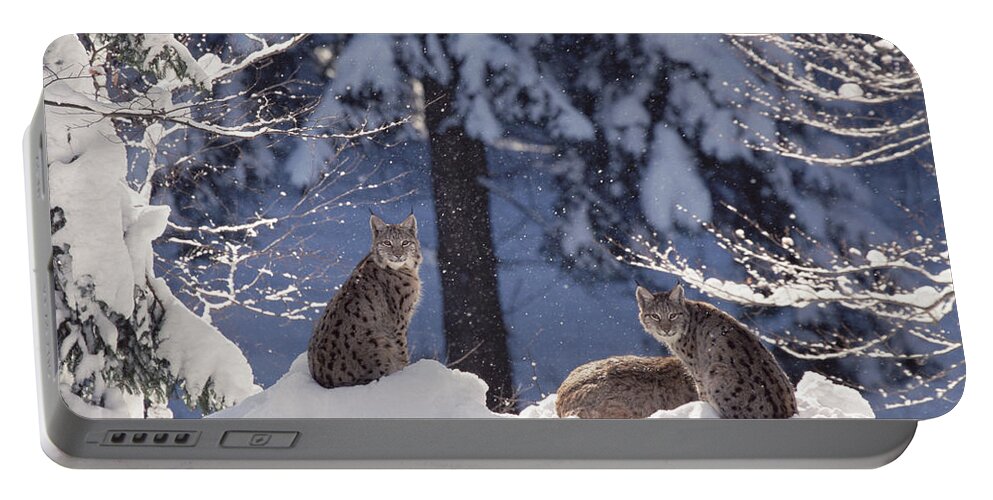 Mp Portable Battery Charger featuring the photograph Eurasian Lynx Trio Resting by Konrad Wothe