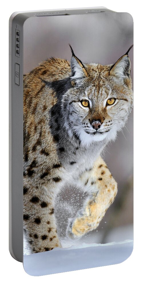 Mp Portable Battery Charger featuring the photograph Eurasian Lynx Walking by Jasper Doest