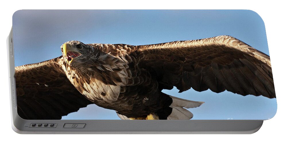 White_tailed Eagle Portable Battery Charger featuring the photograph European Flying Sea Eagle 1 by Heiko Koehrer-Wagner