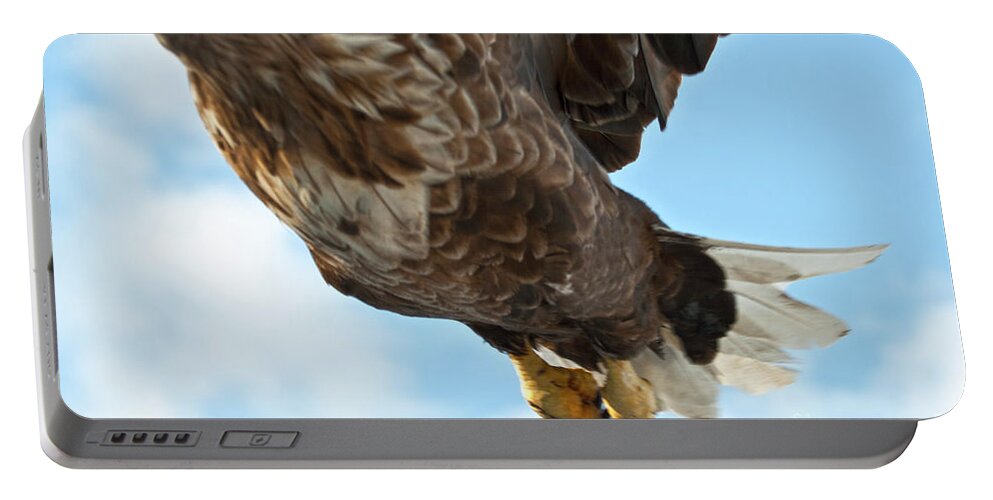 Heiko Portable Battery Charger featuring the photograph European Flying Sea Eagle 2 by Heiko Koehrer-Wagner