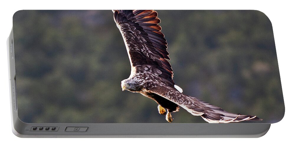 White_tailed Eagle Portable Battery Charger featuring the photograph European Flying Sea Eagle 4 by Heiko Koehrer-Wagner