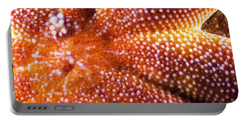 Nis Portable Battery Charger featuring the photograph European Starfish Mouth Shetland by Matt Doggett