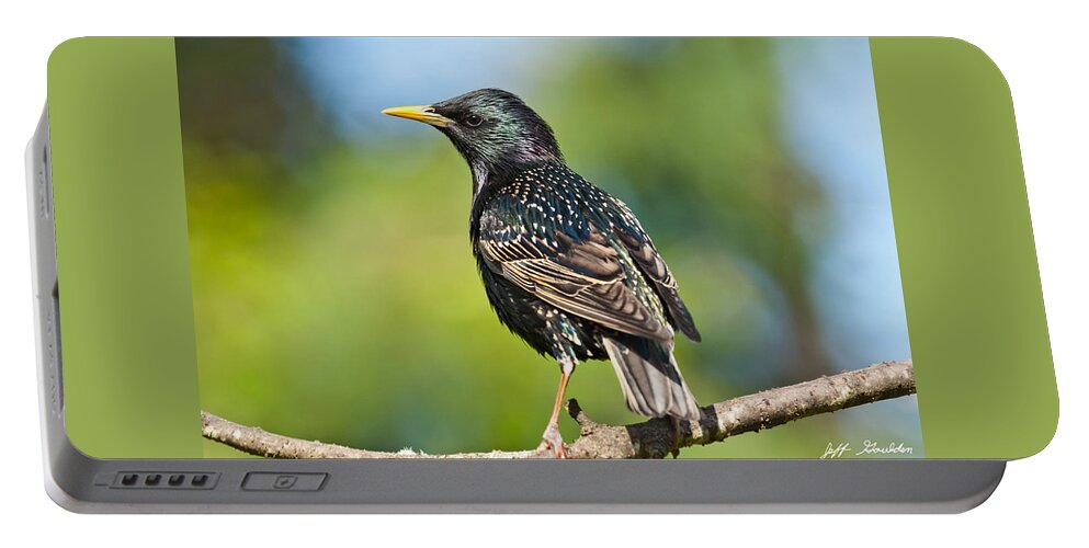 Animal Portable Battery Charger featuring the photograph European Starling in a Tree by Jeff Goulden