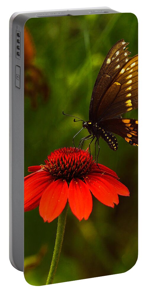 Swallowtail Portable Battery Charger featuring the photograph Evening Swallowtail by William Jobes