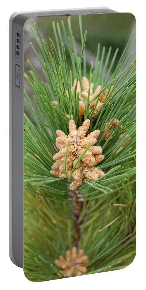 Linda Brody Portable Battery Charger featuring the photograph Evergreen by Linda Brody