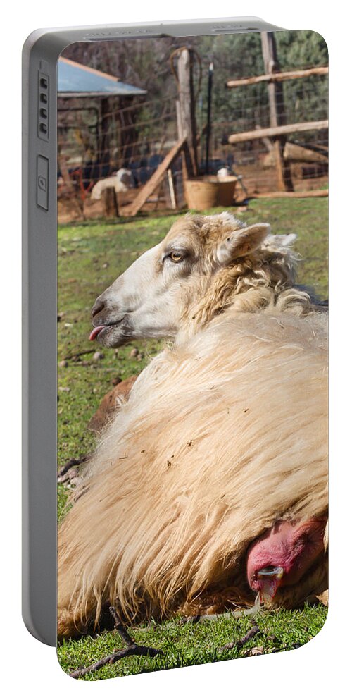 Lamb Portable Battery Charger featuring the photograph Ewe Giving Birth by Kathleen Bishop
