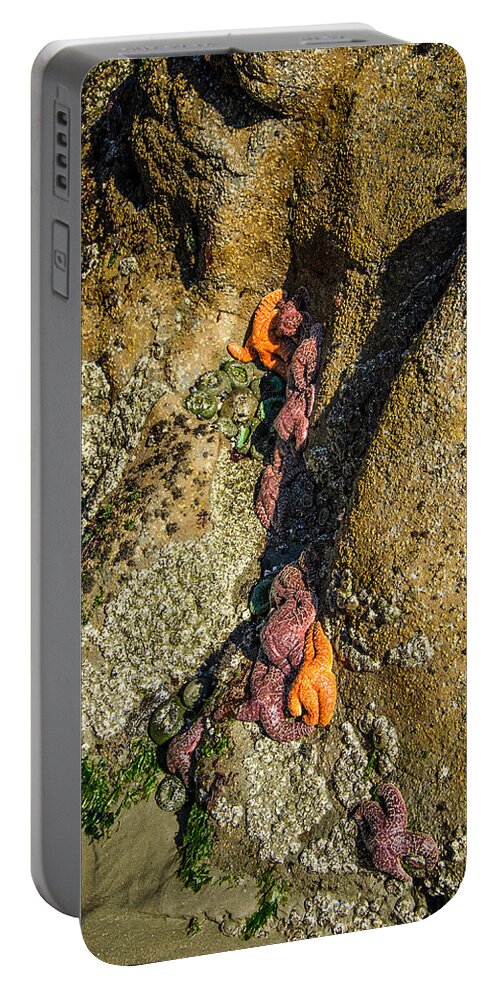 Hidden Portable Battery Charger featuring the photograph Starfish Exposure by Roxy Hurtubise