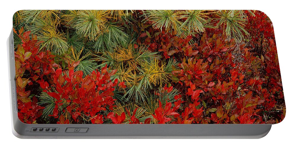 Maine Portable Battery Charger featuring the photograph Fall Blueberries and Pine-SQ by Tom Daniel