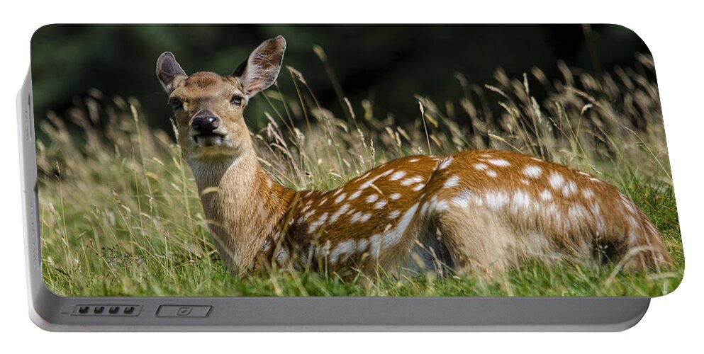 Deer Portable Battery Charger featuring the photograph Fallow deer doe by Steev Stamford