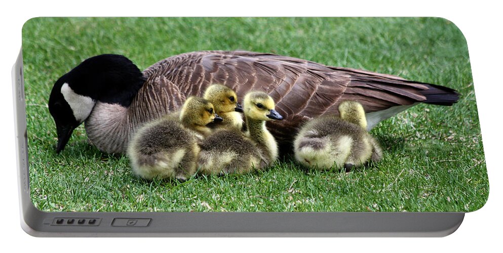 Goose Portable Battery Charger featuring the photograph Family Gathering by Shane Bechler