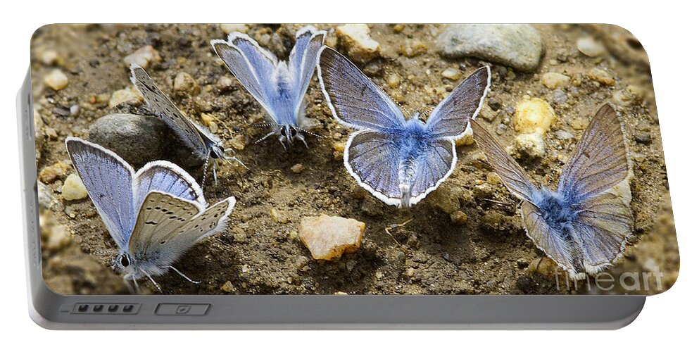 Blue Portable Battery Charger featuring the photograph Feeding Butterflies by Russell Smith