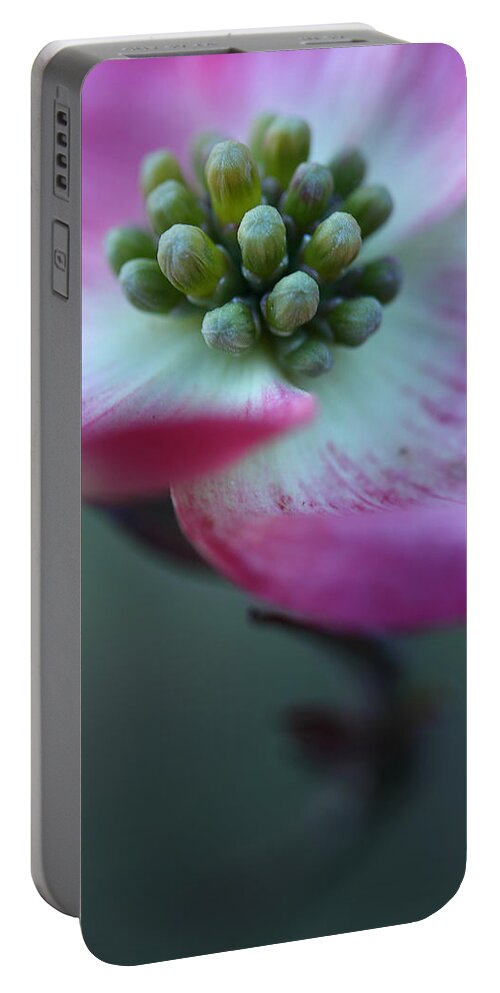 Dogwood Portable Battery Charger featuring the photograph Feeling Good by Michael Eingle