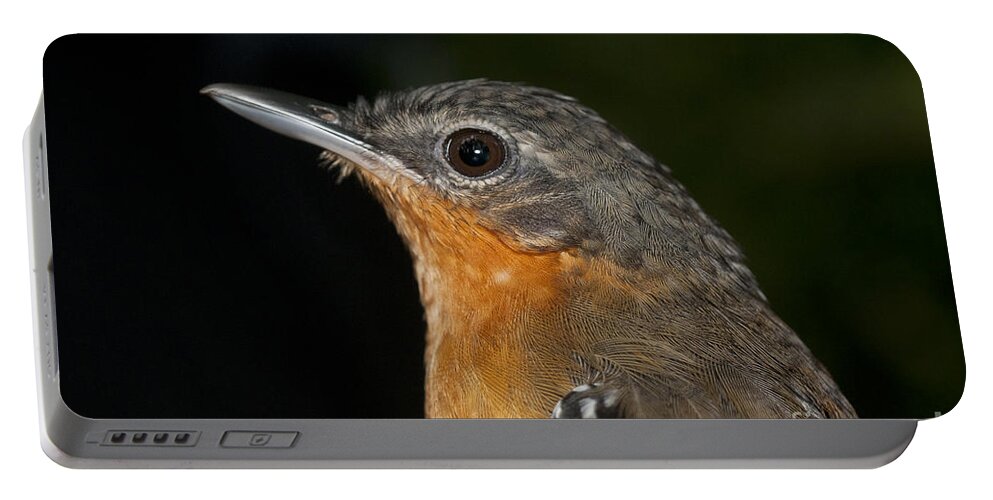 Passeriformes Portable Battery Charger featuring the photograph Female Chestnut-tailed Antbird by William H. Mullins