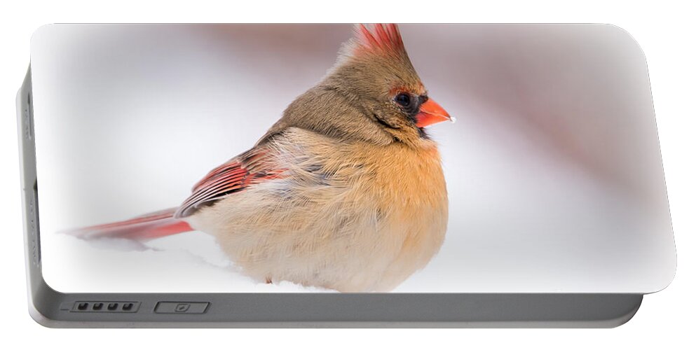 Female Northern Cardinal Portable Battery Charger featuring the photograph Female Northern Cardinal by Ronald Grogan