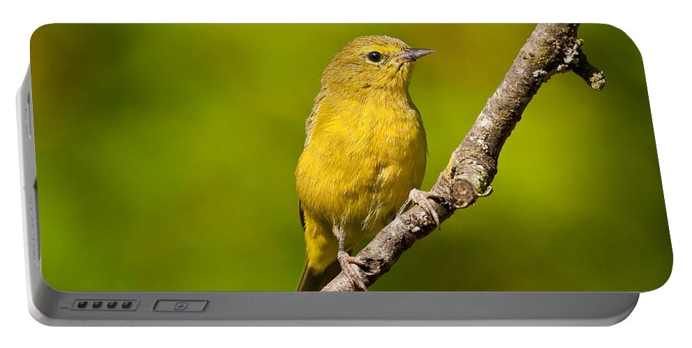 Animal Portable Battery Charger featuring the photograph Female Yellow Warbler by Jeff Goulden