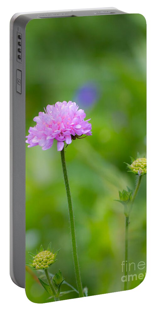 Bulgaria Portable Battery Charger featuring the photograph Field scabious Wild Flower by Jivko Nakev
