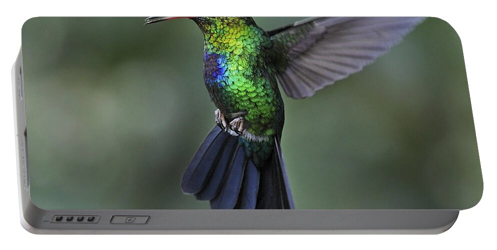 Fiery-throated Hummingbird Portable Battery Charger featuring the photograph Fiery-throated Hummingbird.. by Nina Stavlund