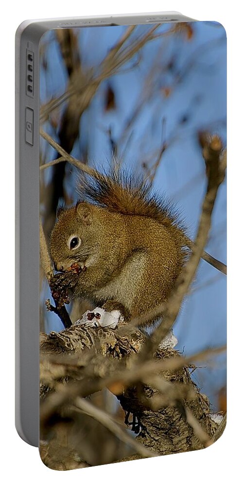 Squirrel Portable Battery Charger featuring the photograph Find your own lunch by Jim Hogg
