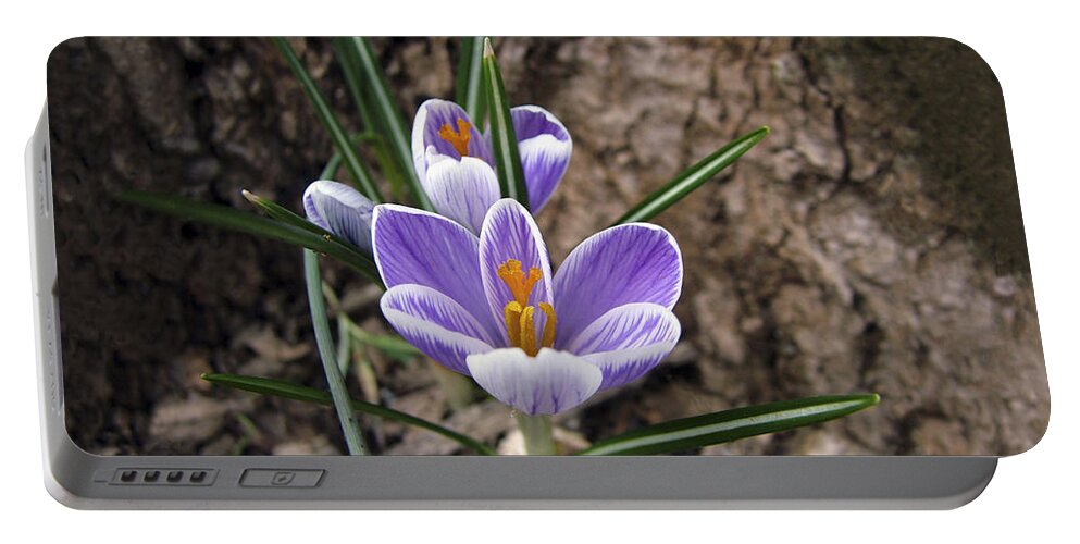 Scenic Portable Battery Charger featuring the photograph First Crocus Of Spring by William Bitman